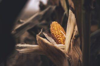 a close up of a corn cob in a field