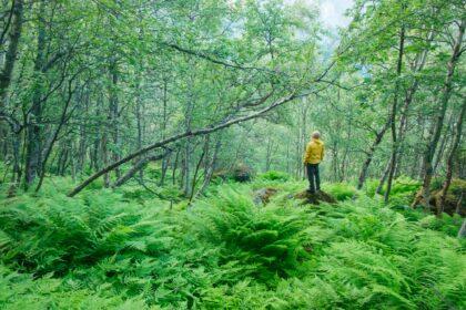 Alone tourist in lush norvegian forest