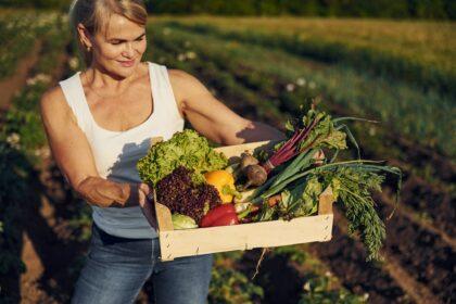 Box with vegetables in hands. Woman is on the agricultural field at daytime