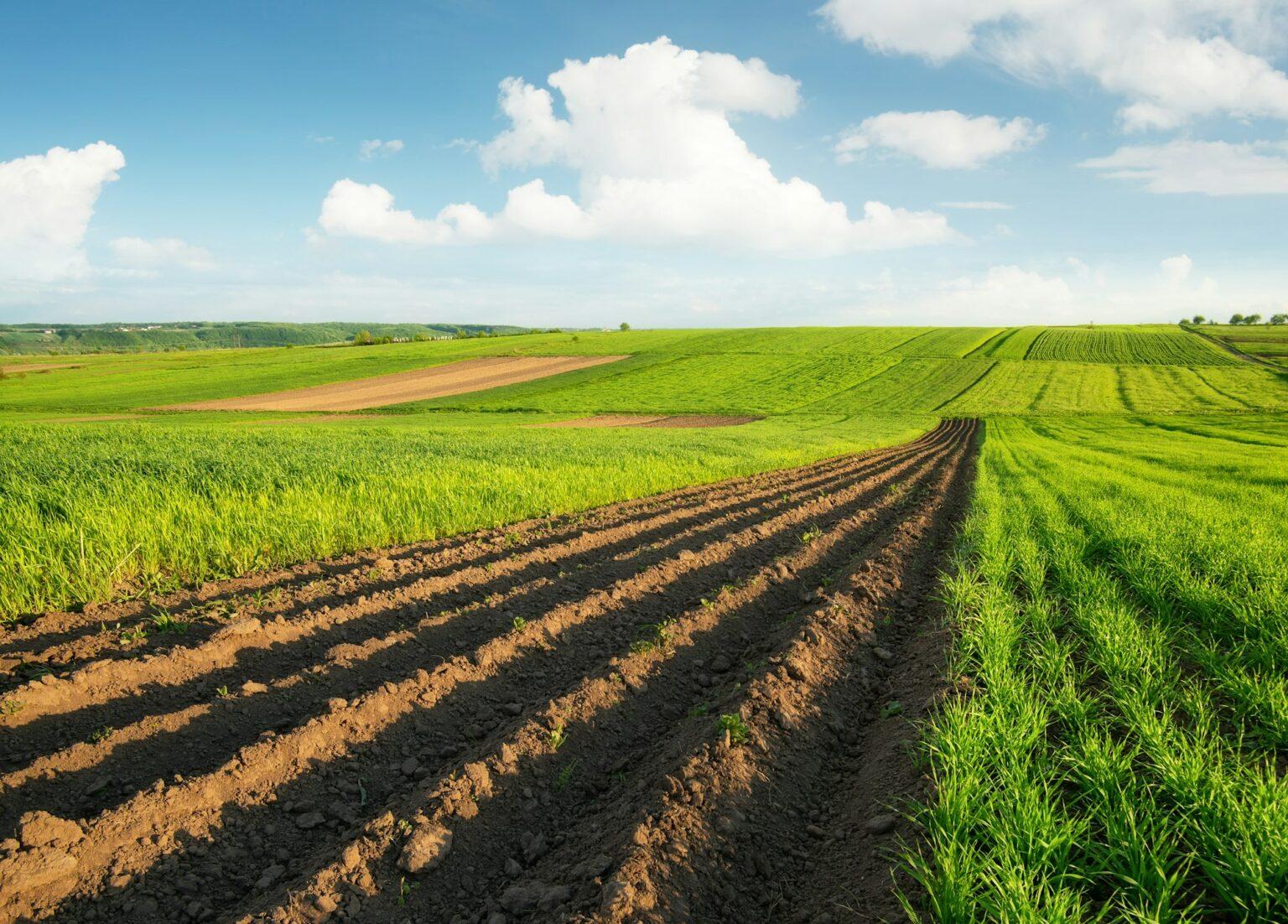 Agricultural landscape