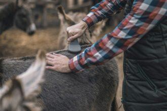 Farmer brushing animals on a farm