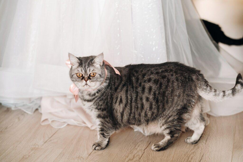 fluffy gray house cat sits on the floor near the wedding dress of the house