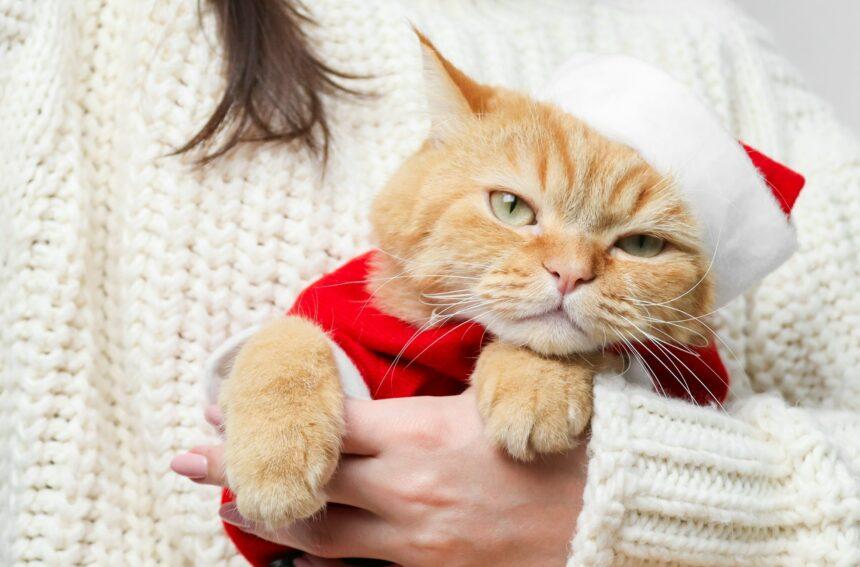 Portrait of a ginger pedigree cat dressed as Santa Claus with a sad look .