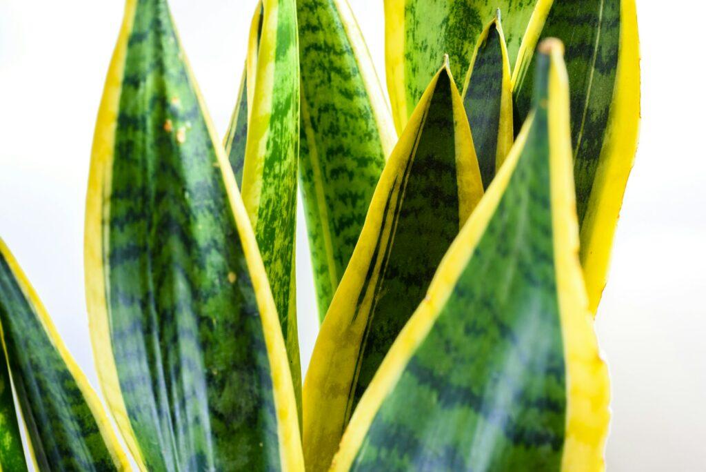 Close-up on white background of the leaves of a green plant, Sansevieria trifasciata.