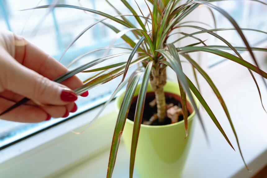 growing plants in flowerpot on windowsill house