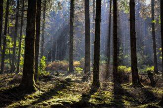 Closeup shot of trees in the forest in Morvan, France on a sunny day