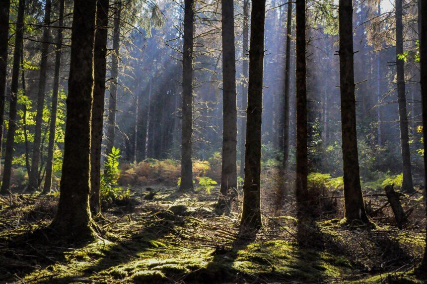 Closeup shot of trees in the forest in Morvan, France on a sunny day