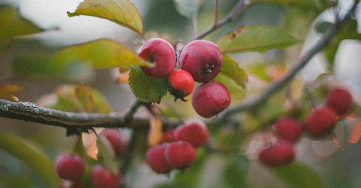 découvrez les nombreux bienfaits du vinaigre de cidre de pomme pour votre santé. apprenez comment il peut aider à la digestion, à la perte de poids et à renforcer le système immunitaire tout en étant un excellent allié dans votre routine de bien-être.