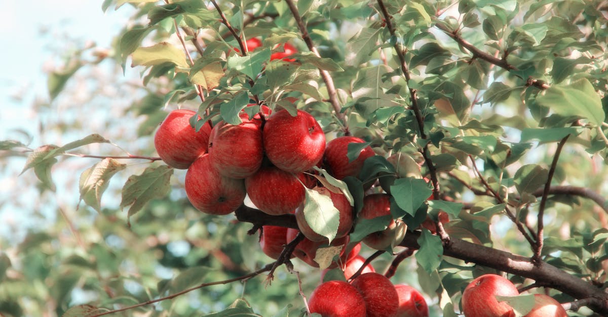 découvrez les bienfaits du vinaigre de cidre de pomme pour votre santé : amélioration de la digestion, régulation de la glycémie, soutien à la perte de poids et bien plus encore. apprenez comment intégrer cet élixir naturel dans votre quotidien!