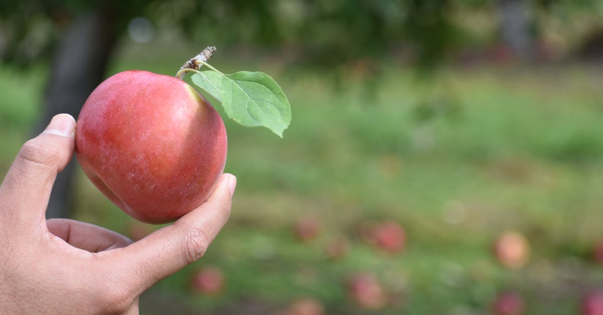 découvrez les bienfaits du vinaigre de cidre de pomme, un élixir naturel aux propriétés digestives et détoxifiantes. apprenez comment l'intégrer dans votre alimentation et profiter de ses vertus pour la santé et le bien-être.