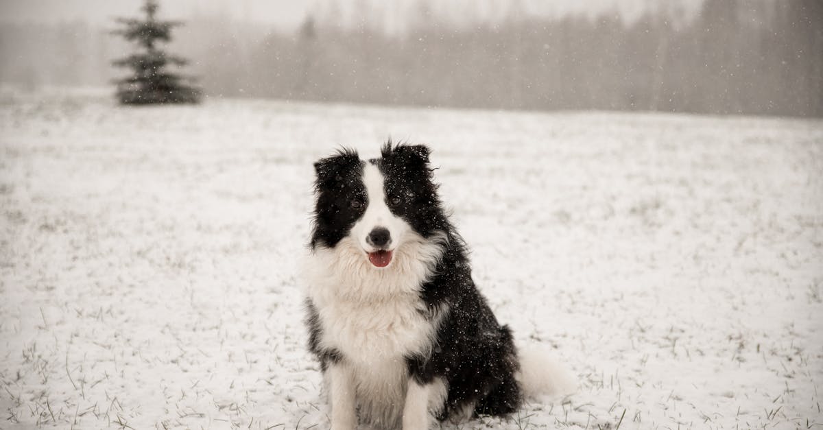 découvrez des idées de noms originaux et amusants pour votre chien. que vous cherchiez un nom mignon, unique ou inspiré de vos passions, trouvez la parfaite appellation qui correspond à la personnalité de votre compagnon à quatre pattes.