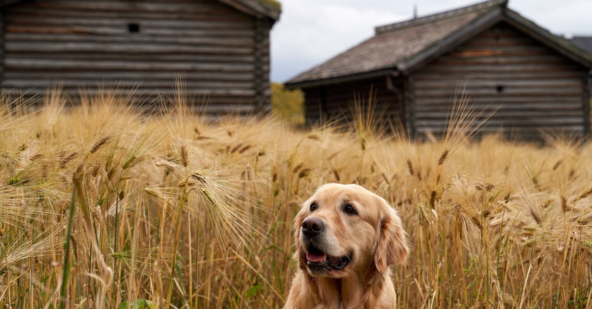 découvrez une liste inspirante de noms de chiens qui s'adaptent à toutes les personnalités et races. trouvez le nom parfait pour votre compagnon à quatre pattes avec nos suggestions originales et tendances!