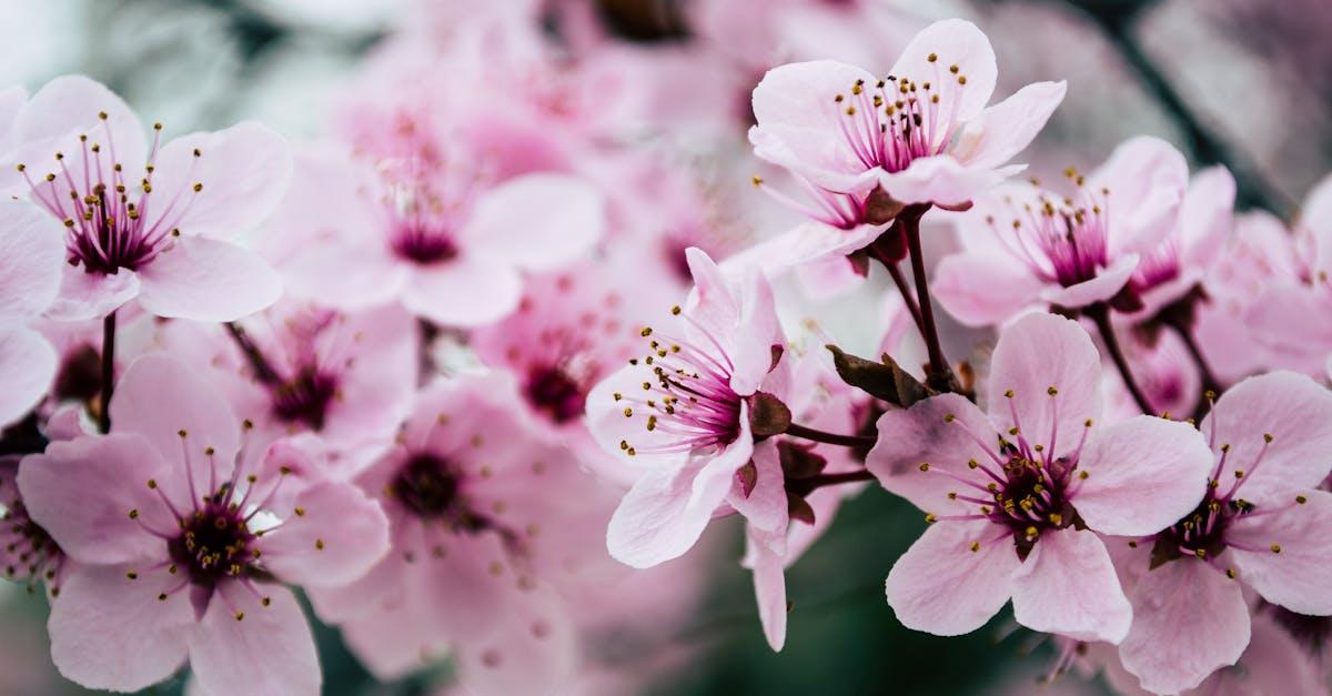 découvrez la beauté et la diversité des fleurs dans notre collection. que vous cherchiez des arrangements floraux, des conseils d'entretien ou des idées de décoration, plongez dans l'univers coloré et parfumé des fleurs pour toutes les occasions.