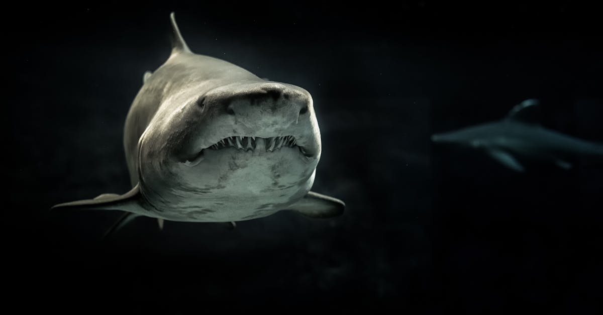 découvrez l'univers captivant des films sur les requins avec shark films. explorez des documentaires fascinants et des thrillers palpitants qui révèlent la majesté de ces créatures marines tout en plongeant au cœur de leurs mystères et dangers.