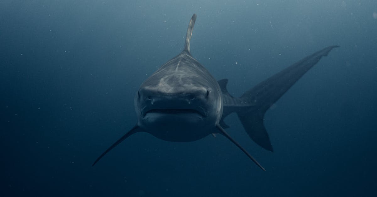 découvrez l'univers fascinant du cinéma avec notre sélection de films sur les requins. plongez dans des histoires palpitantes mêlant suspense, aventure et intrigues maritimes, adaptées aux passionnés de la mer et aux amateurs de sensations fortes.