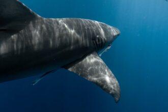 découvrez l'univers fascinant des films sur les requins avec notre sélection captivante. plongez dans des histoires palpitantes mêlant suspense, aventure et action, tout en explorant la beauté et la préservation de ces créatures marines. les films sur les requins vous emmènent au cœur de l'océan, où le frisson et l'émotion vous attendent!