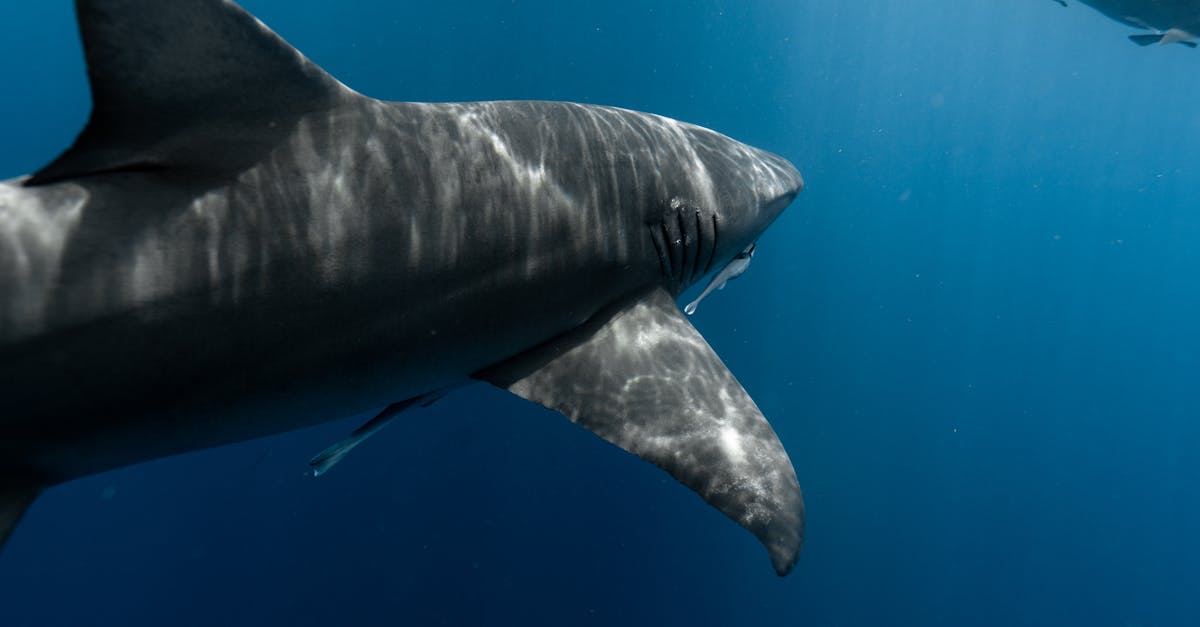 découvrez l'univers fascinant des films sur les requins avec notre sélection captivante. plongez dans des histoires palpitantes mêlant suspense, aventure et action, tout en explorant la beauté et la préservation de ces créatures marines. les films sur les requins vous emmènent au cœur de l'océan, où le frisson et l'émotion vous attendent!