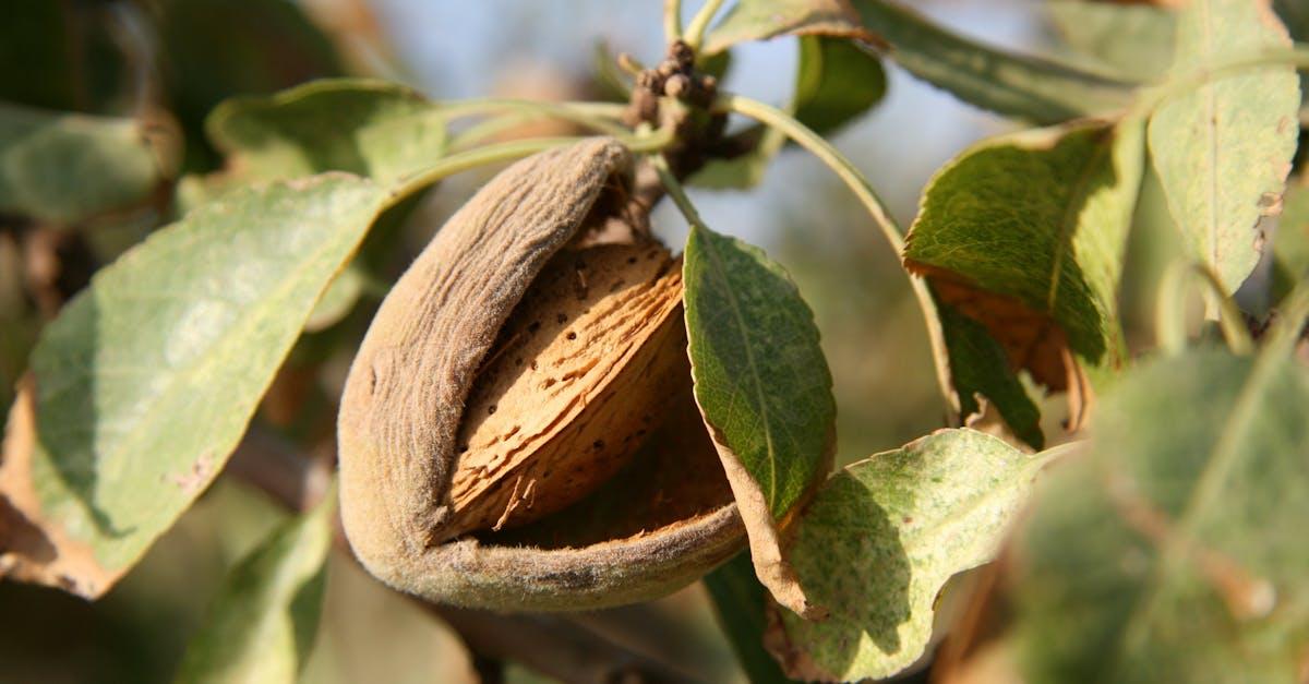 découvrez les effets de la surconsommation d'amandes sur la santé. comprenez les risques associés à une ingestion excessive de ce super-aliment, ainsi que des conseils pour en profiter de manière équilibrée.