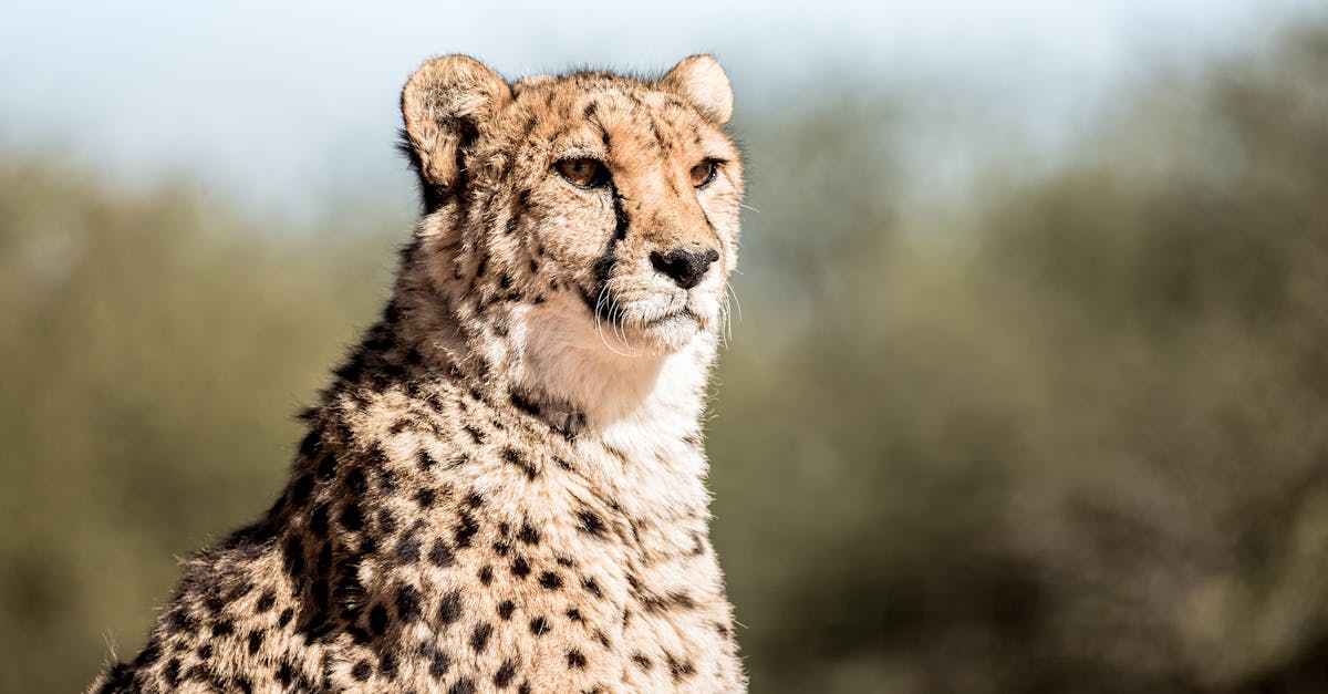 découvrez les animaux les plus rapides de la planète, des prédateurs agiles aux oiseaux au vol fulgurant. explorez leur vitesse impressionnante et les adaptations fascinantes qui leur permettent de se déplacer à une telle allure.