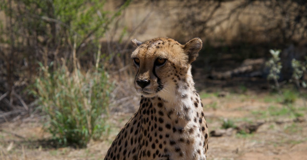 découvrez les animaux les plus rapides de la planète ! de la majestueuse faucon pèlerin aux impressionnantes espèces de prédateurs, explorez les merveilles de la vitesse dans le règne animal. apprenez davantage sur leurs habitats, comportements et adaptations qui les rendent si rapides.