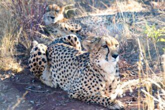 découvrez les animaux les plus rapides du monde, de la majestueuse faucon pèlerin à l'exceptionnel guépard. plongez dans le fascinant royaume des créatures qui défient la vitesse et apprenez-en davantage sur leurs extraordinaires adaptations pour survivre dans leur environnement.