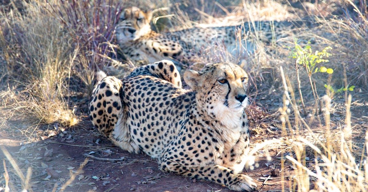 découvrez les animaux les plus rapides du monde, de la majestueuse faucon pèlerin à l'exceptionnel guépard. plongez dans le fascinant royaume des créatures qui défient la vitesse et apprenez-en davantage sur leurs extraordinaires adaptations pour survivre dans leur environnement.