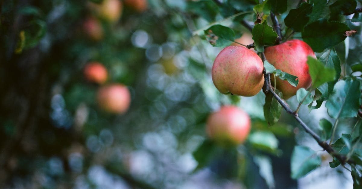 découvrez les bienfaits du vinaigre de cidre de pomme : un ingrédient naturel aux nombreuses vertus pour la santé, la digestion et la beauté. apprenez comment l'incorporer dans votre quotidien.