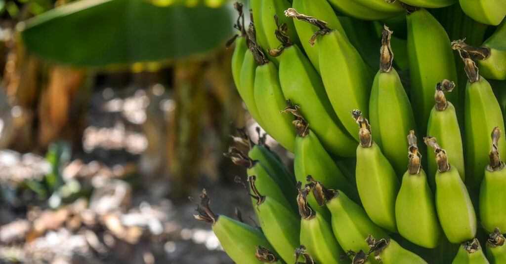 découvrez tout sur la banane : ses bienfaits pour la santé, ses variétés, des recettes savoureuses et des conseils pour bien la choisir et la conserver. une plongée dans l'univers délicieux de ce fruit tropique !