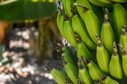 découvrez tout sur la banane : ses bienfaits pour la santé, ses variétés, des recettes savoureuses et des conseils pour bien la choisir et la conserver. une plongée dans l'univers délicieux de ce fruit tropique !