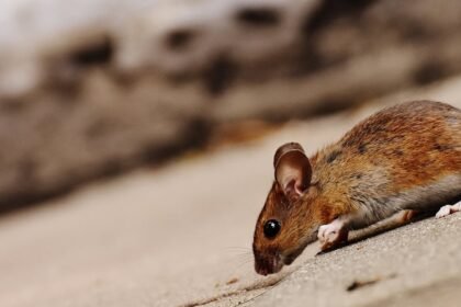 découvrez les différentes sortes de nuisibles, leurs impacts sur l'environnement et nos méthodes efficaces pour les contrôler. protégez votre espace de vie des invasions indésirables tout en préservant la santé de votre famille.