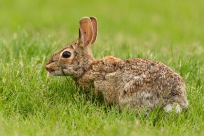 découvrez la durée de vie des lapins et les facteurs qui influencent leur espérance de vie. apprenez comment prendre soin de votre compagnon à grandes oreilles pour lui assurer une vie longue et saine.