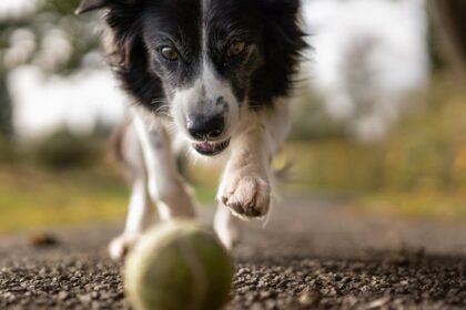 découvrez notre sélection de balles de tennis de haute qualité, idéales pour les joueurs de tous niveaux. améliorez votre jeu avec des balles durables et performantes, conçues pour offrir un excellent contrôle et un rebond optimal sur le court. parfaites pour l'entraînement ou les matchs.