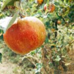 découvrez les bienfaits de la vinaigre de cidre de pomme, un remède naturel aux multiples vertus. apprenez comment l'intégrer dans votre routine quotidienne pour favoriser votre santé et votre bien-être.