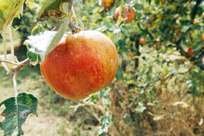 découvrez les bienfaits de la vinaigre de cidre de pomme, un remède naturel aux multiples vertus. apprenez comment l'intégrer dans votre routine quotidienne pour favoriser votre santé et votre bien-être.