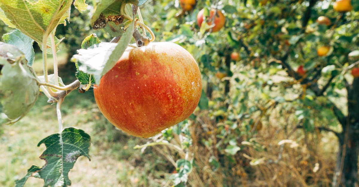 découvrez les bienfaits de la vinaigre de cidre de pomme, un remède naturel aux multiples vertus. apprenez comment l'intégrer dans votre routine quotidienne pour favoriser votre santé et votre bien-être.