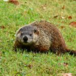 découvrez le film culte 'un jour sans fin', où phil connors, interprété par bill murray, revit inlassablement la même journée de fête de la marmotte. une comédie irrésistible pleine d'humour et de leçons sur la vie qui explore les thèmes de la rédemption et de l'amour. ne manquez pas cette œuvre incontournable du cinéma américain.