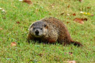découvrez le film culte 'un jour sans fin', où phil connors, interprété par bill murray, revit inlassablement la même journée de fête de la marmotte. une comédie irrésistible pleine d'humour et de leçons sur la vie qui explore les thèmes de la rédemption et de l'amour. ne manquez pas cette œuvre incontournable du cinéma américain.