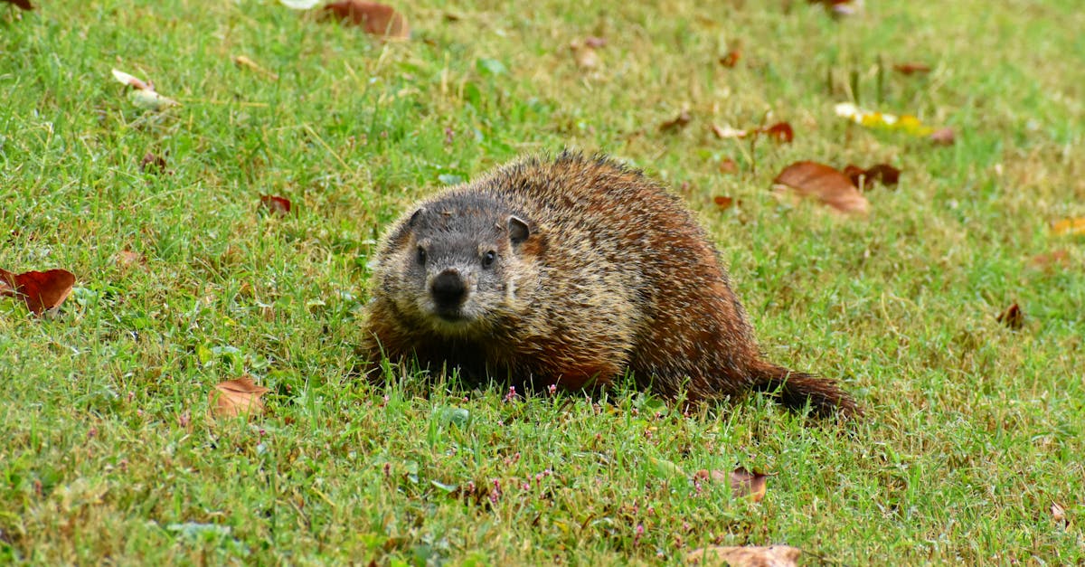 découvrez le film culte 'un jour sans fin', où phil connors, interprété par bill murray, revit inlassablement la même journée de fête de la marmotte. une comédie irrésistible pleine d'humour et de leçons sur la vie qui explore les thèmes de la rédemption et de l'amour. ne manquez pas cette œuvre incontournable du cinéma américain.