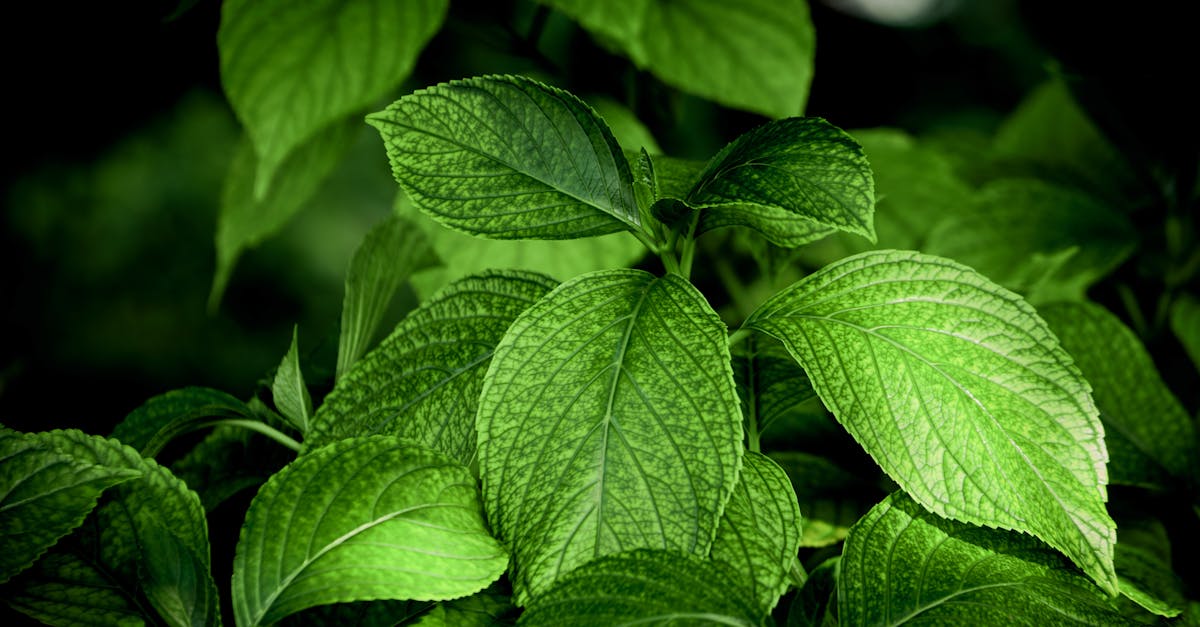 découvrez des remèdes maison simples et efficaces pour soulager divers maux au quotidien. apprenez à utiliser des ingrédients naturels pour améliorer votre bien-être, réduire le stress et renforcer votre santé, tout en évitant les produits chimiques.