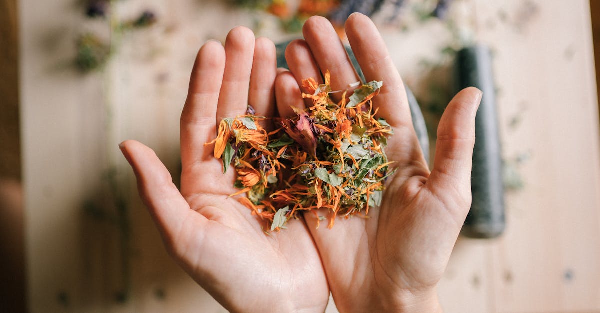découvrez des remèdes naturels efficaces pour améliorer votre bien-être au quotidien. explorez des astuces et recettes à base de plantes qui favorisent une santé optimale sans médicaments chimiques.