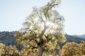 découvrez tout sur l'orgasme : ses mécanismes, ses bienfaits et comment l'atteindre pour enrichir vos expériences intimes. plongez dans un univers de sensations et de plaisirs.