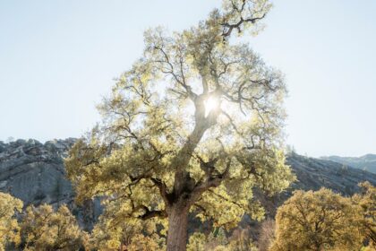 découvrez tout sur l'orgasme : ses mécanismes, ses bienfaits et comment l'atteindre pour enrichir vos expériences intimes. plongez dans un univers de sensations et de plaisirs.