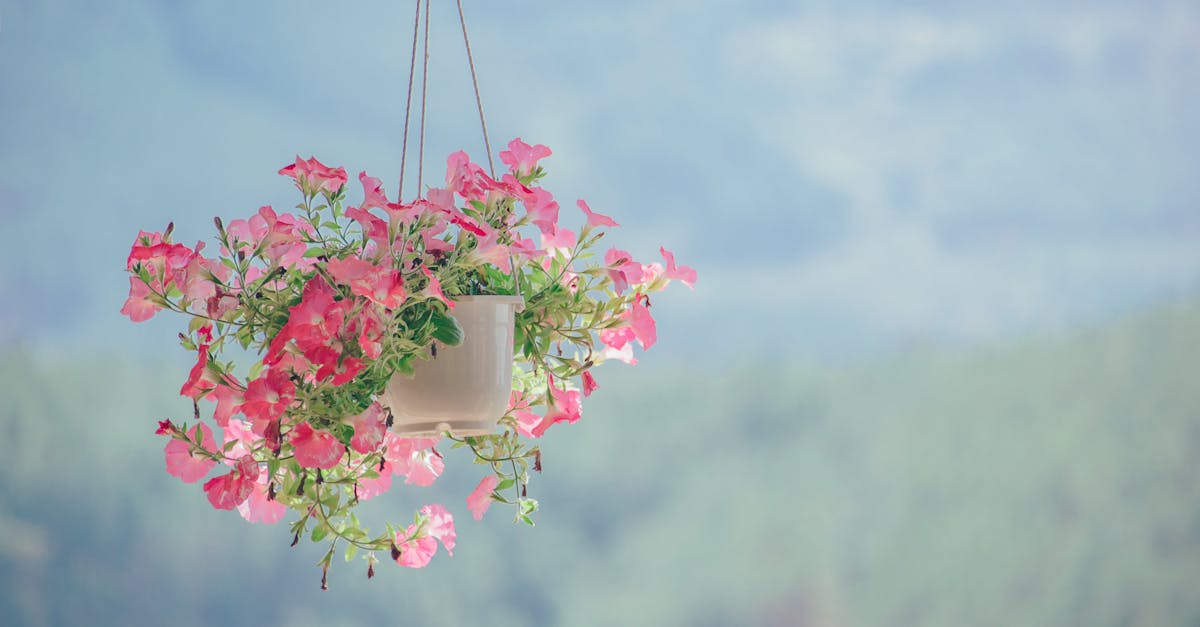 découvrez l'art du flou avec notre guide complet sur les techniques de flou en photographie et en design. apprenez à créer des effets visuels captivants pour sublimer vos images et vos créations artistiques.