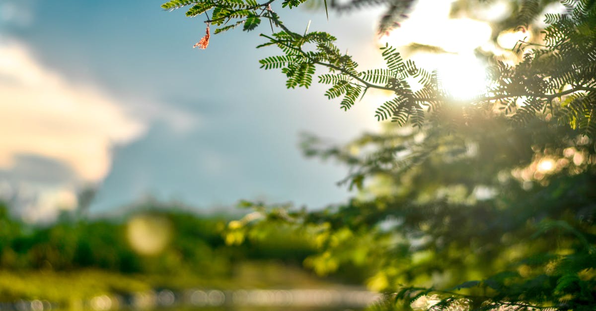 découvrez le phénomène du flou, une technique artistique fascinante qui joue avec la perception visuelle pour créer des œuvres intrigantes. explorez les différentes applications du flou en photographie, peinture et design, et apprenez à maîtriser cet effet pour enrichir vos créations.