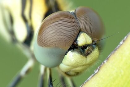 gimp est un logiciel de traitement d'images gratuit et open source qui offre des outils puissants pour la retouche photo, la création graphique et l'édition d'images. idéal pour les utilisateurs débutants comme pour les professionnels, gimp permet de réaliser des créations visuelles de haute qualité, tout en offrant une large gamme de fonctionnalités personnalisables.