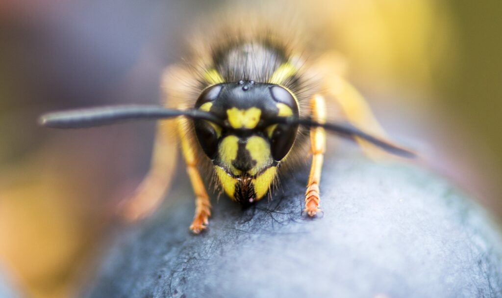 detail of wasp on grape