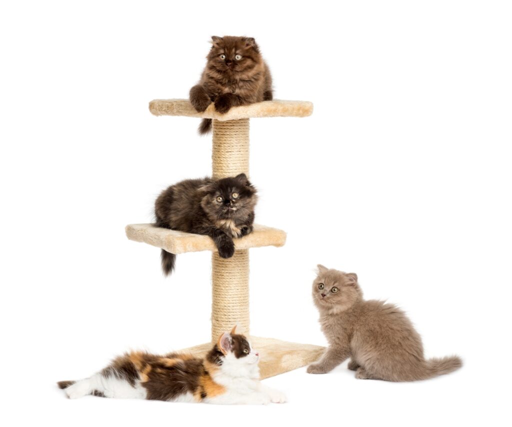 Kittens playing on a cat tree