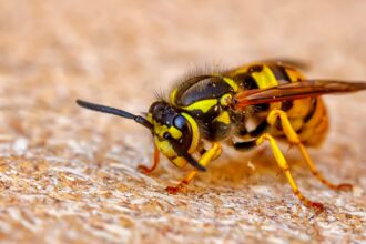 wasp