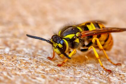 wasp