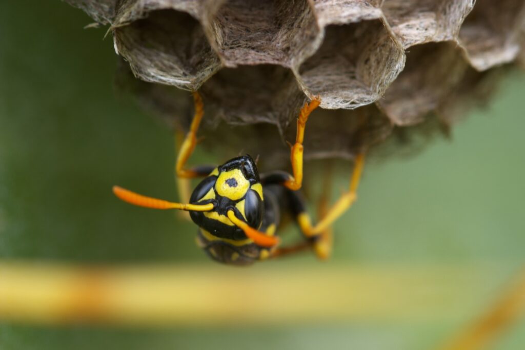 Wasp ( polistes gallicus )